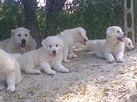 mastino abruzzese